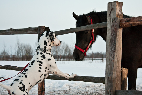 Hund och häst