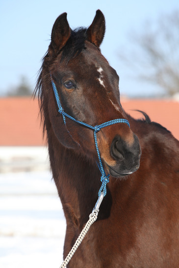 Vacker brun häst med spärrgrimma